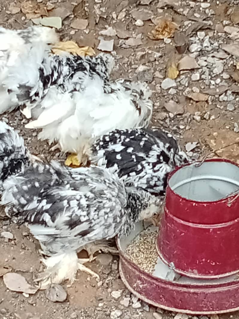 molted bantam 5