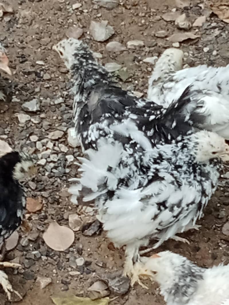 molted bantam 7