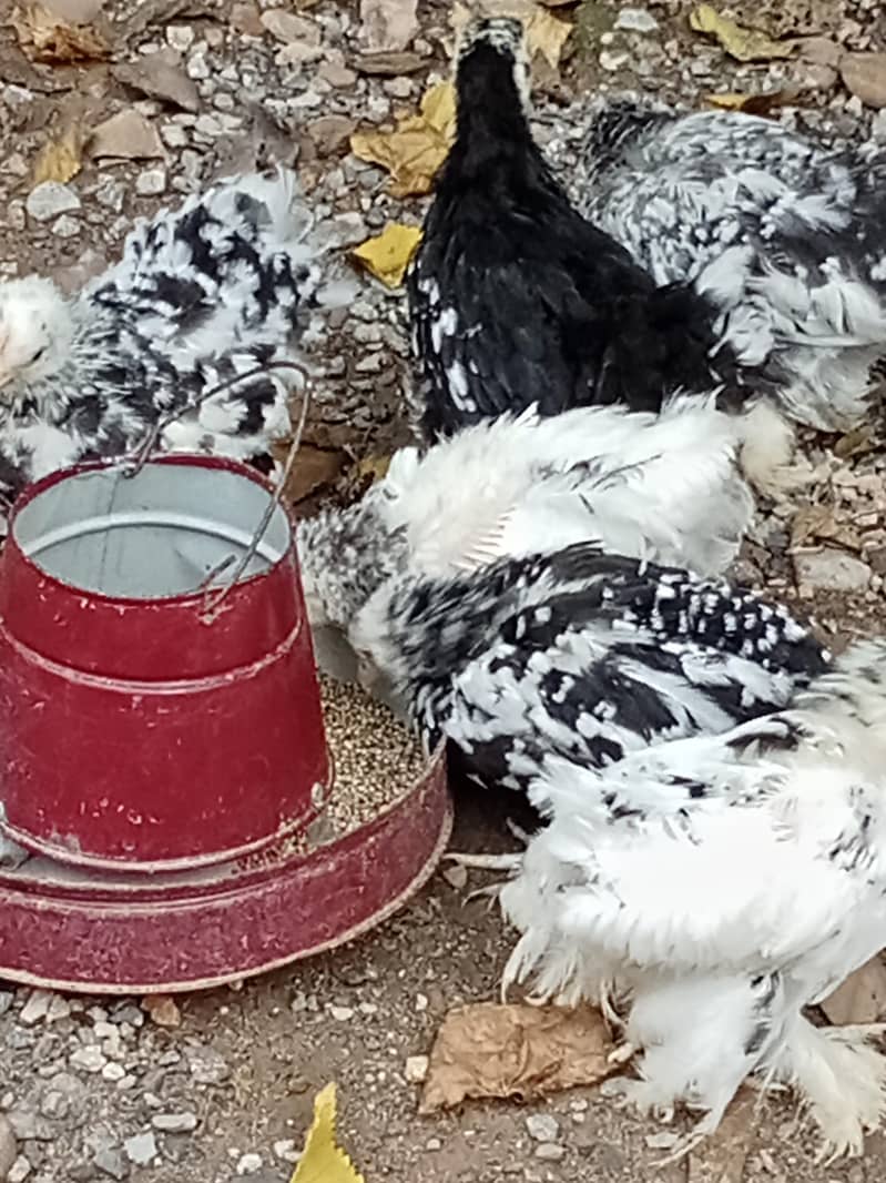 molted bantam 10