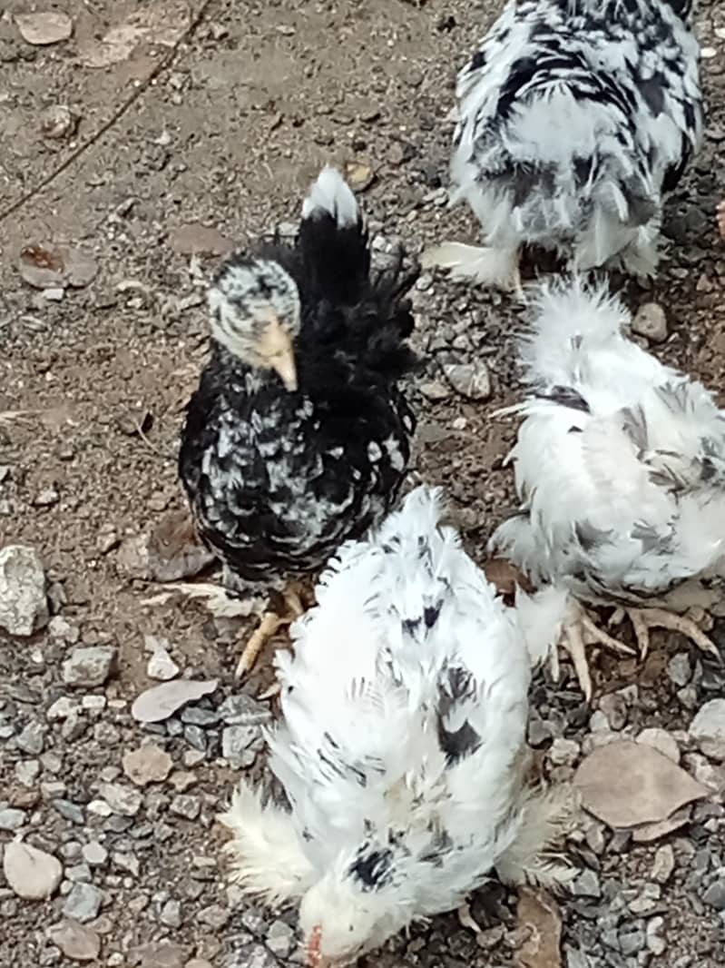 molted bantam 0