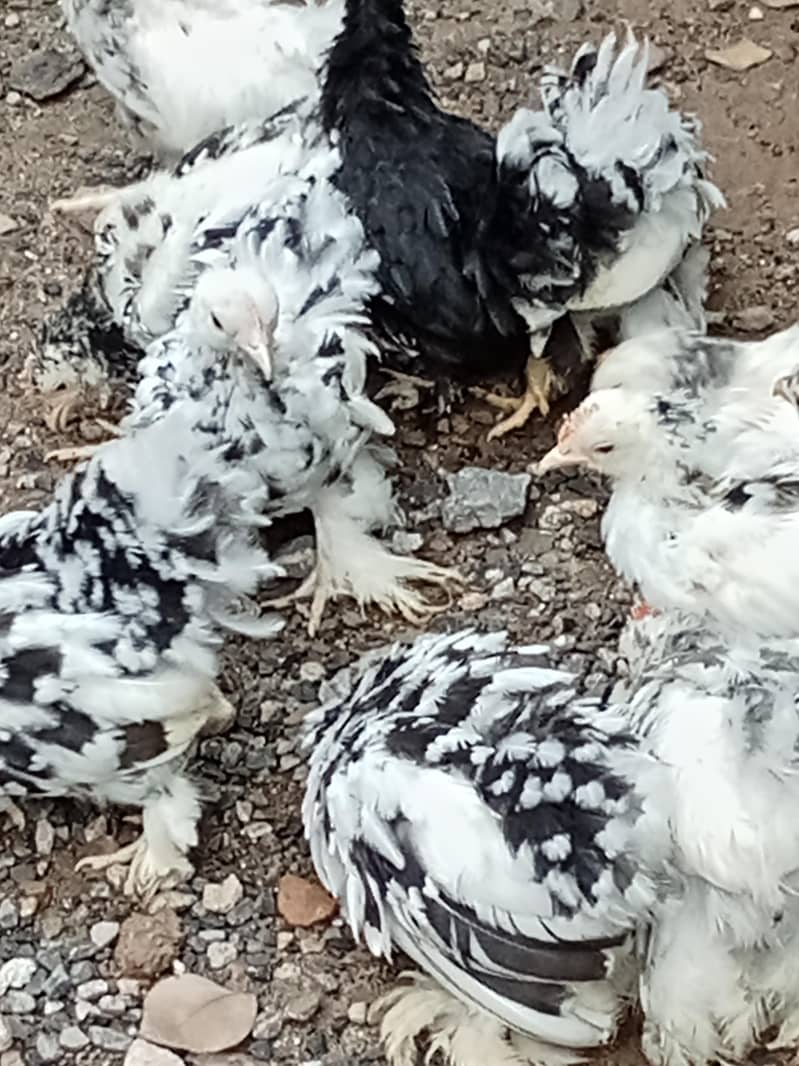molted bantam 3