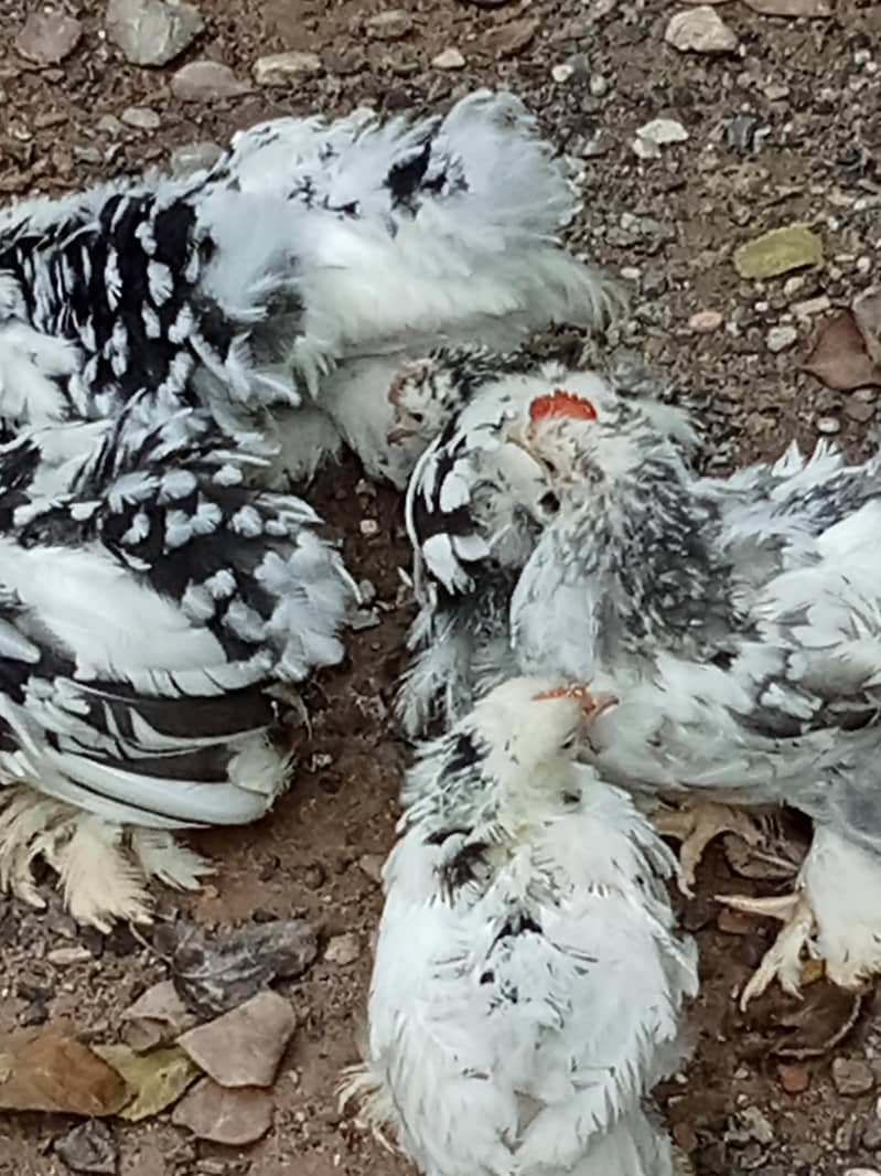 molted bantam 5