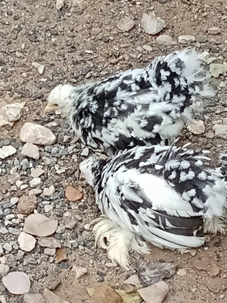 molted bantam 7
