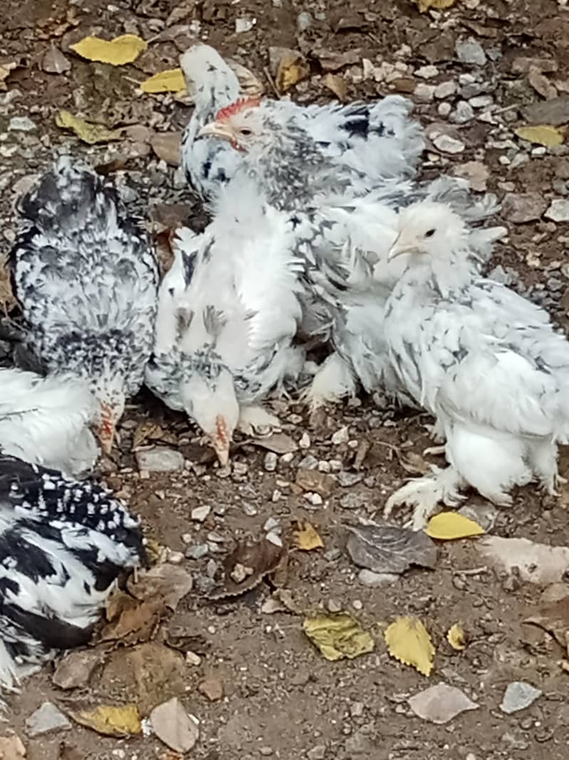 molted bantam 9
