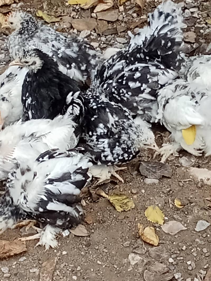 molted bantam 11