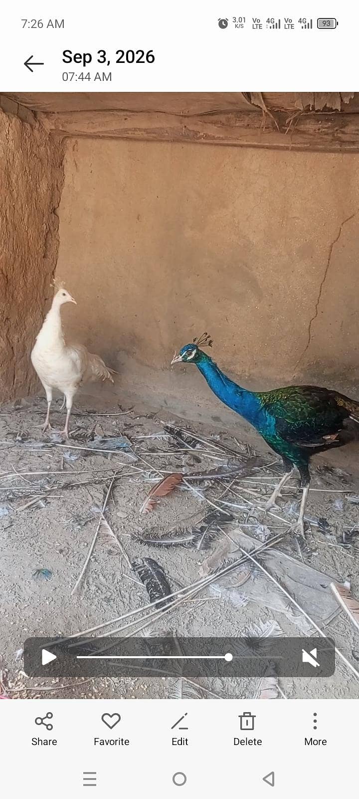 مور مورنی 0