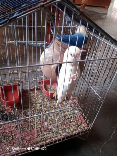 lovebirds Jorah  hai male and female