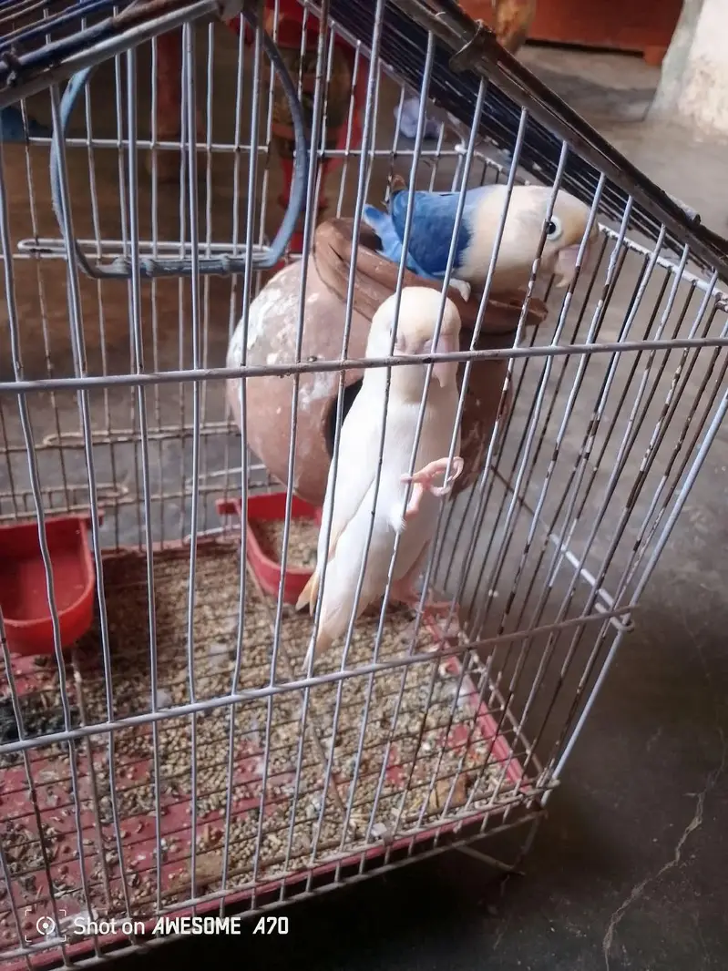 lovebirds Jorah  hai male and female — photo 2