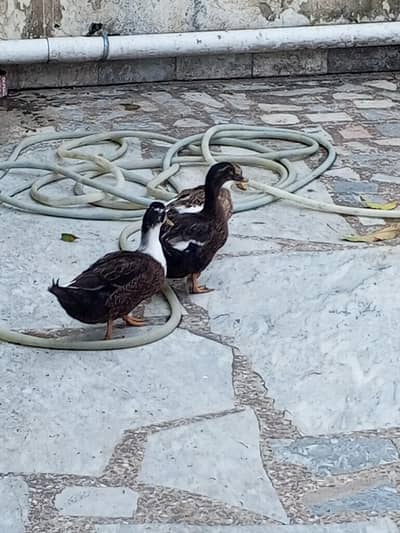 Desi ducks