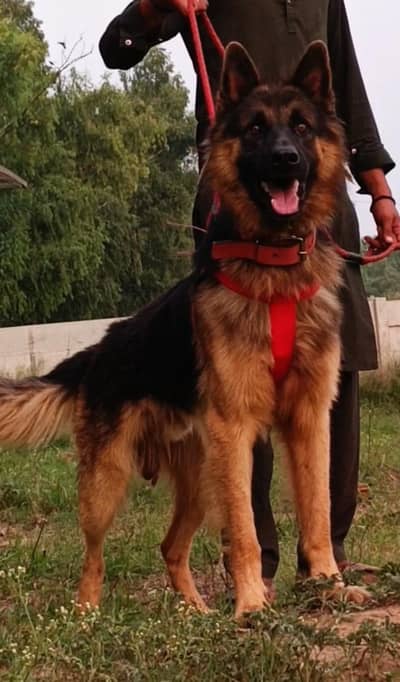 German shepherd Dog | Long Coat Female German Shepherd Dog | GSD