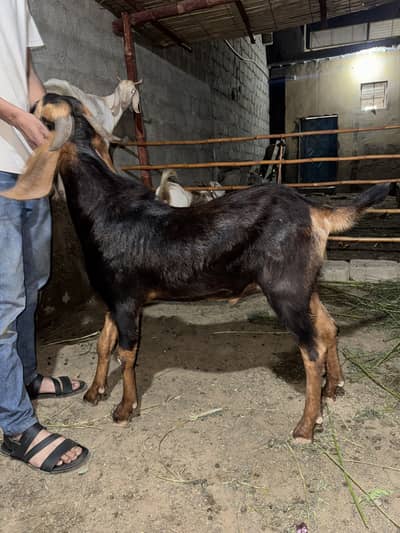 Goat for qurbani