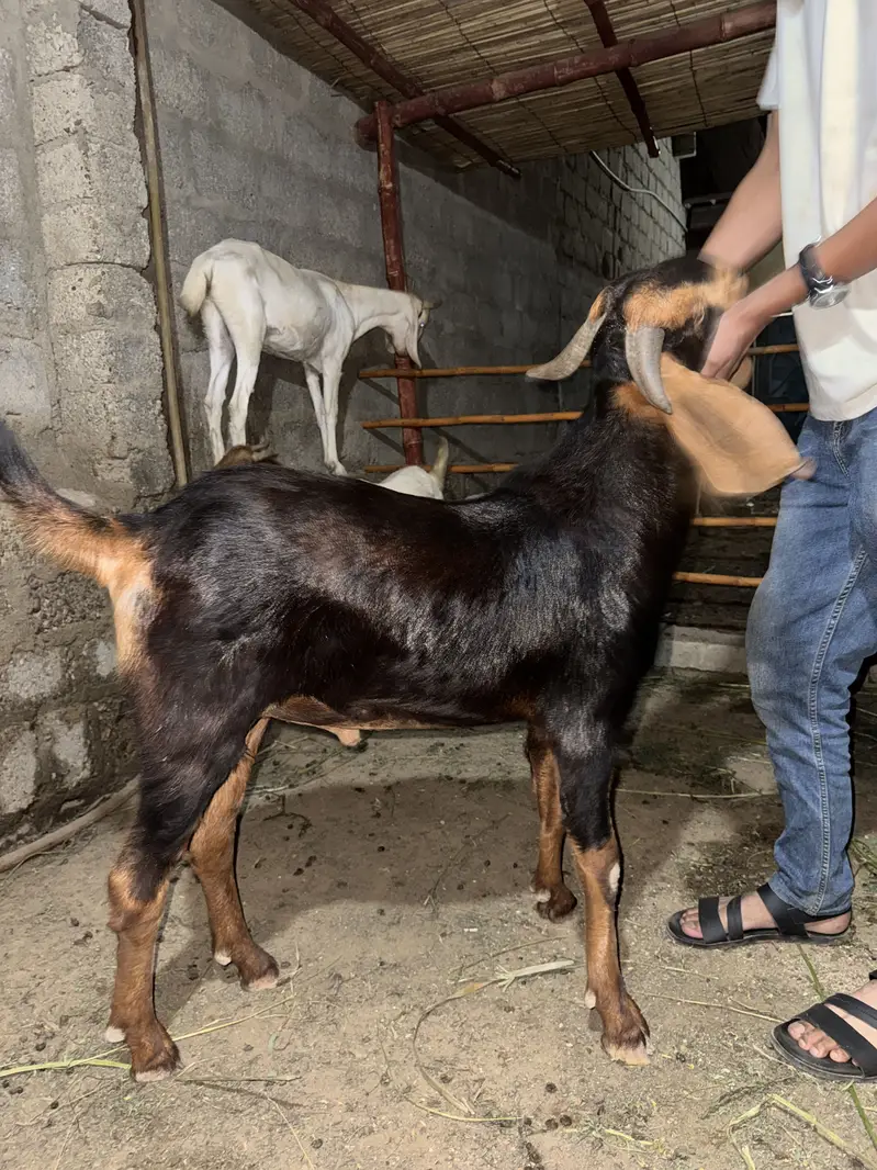 Goat for qurbani — photo 2