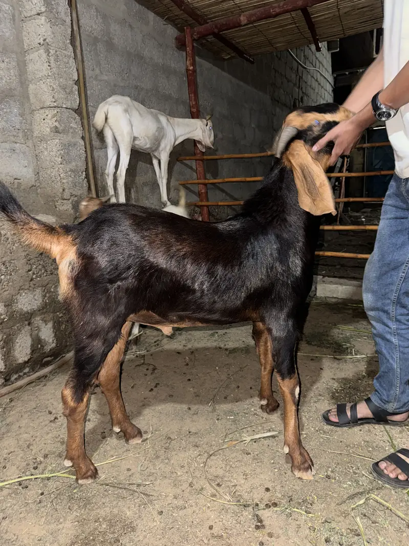 Goat for qurbani — photo 3