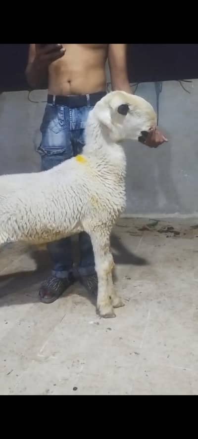 mundra dumba