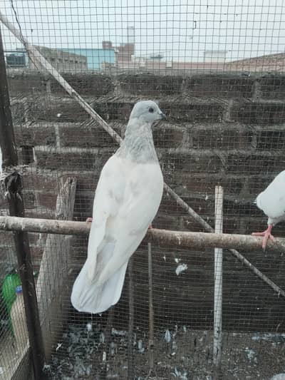 saleti male
