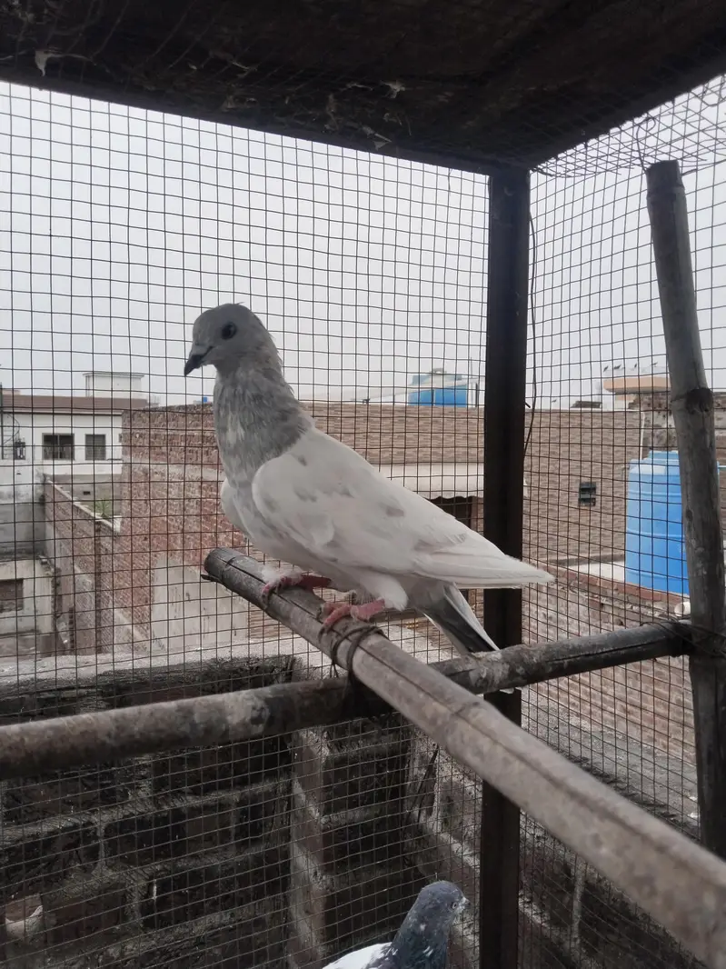saleti male — photo 2