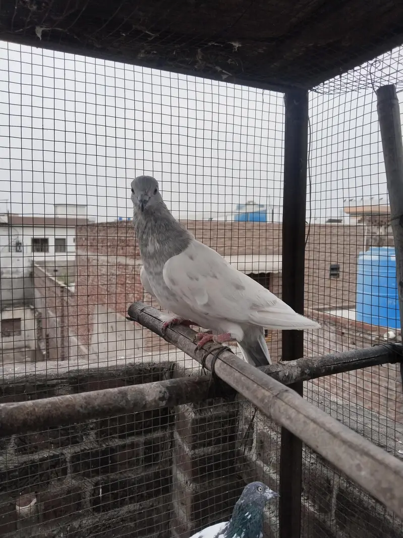 saleti male — photo 3
