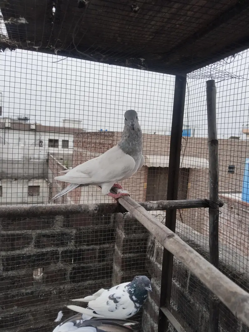 saleti male — photo 4