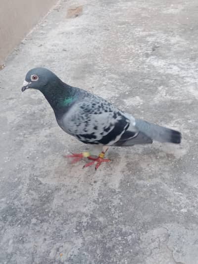pegions for sale