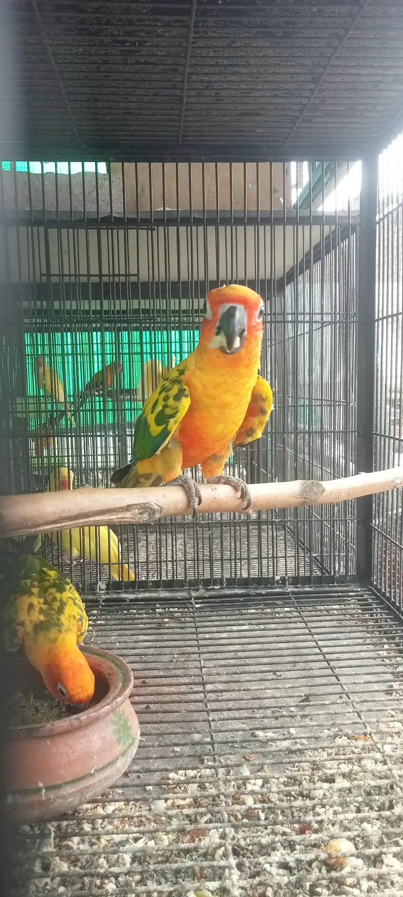SUNCNOR  age 10 month — photo 3