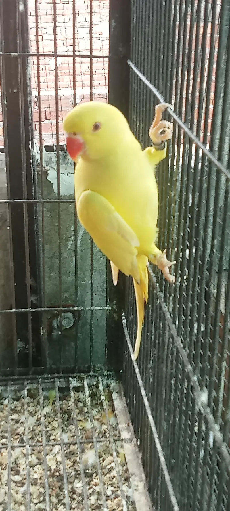 SUNCNOR  age 10 month — photo 4