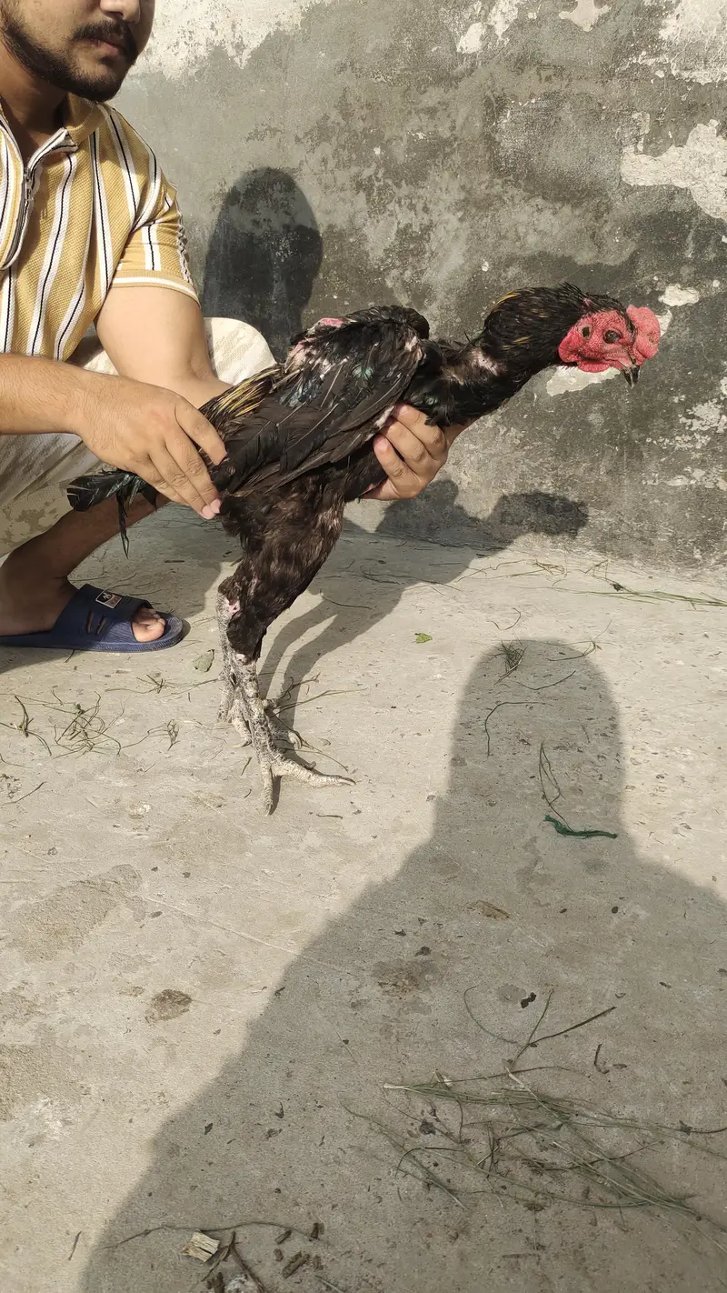 ​Imported Thai Bloodline Super Locker Aseel Pattha — photo 4