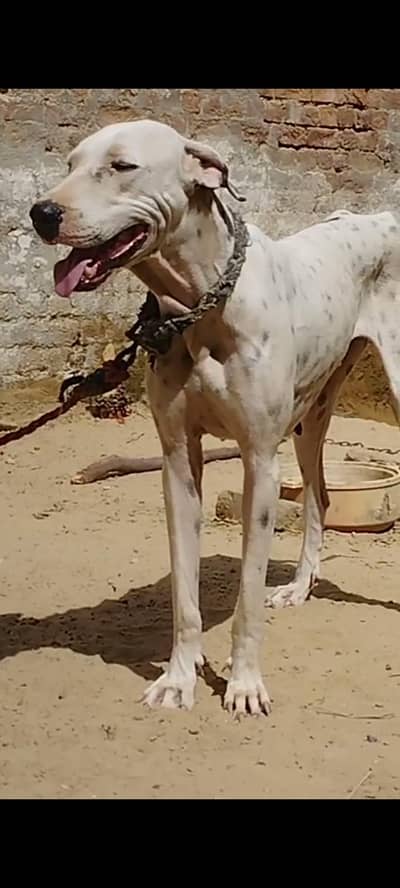 bully female for sale 03709515131whatsapp