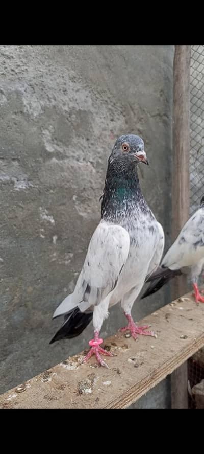 slara golden pair for sale
