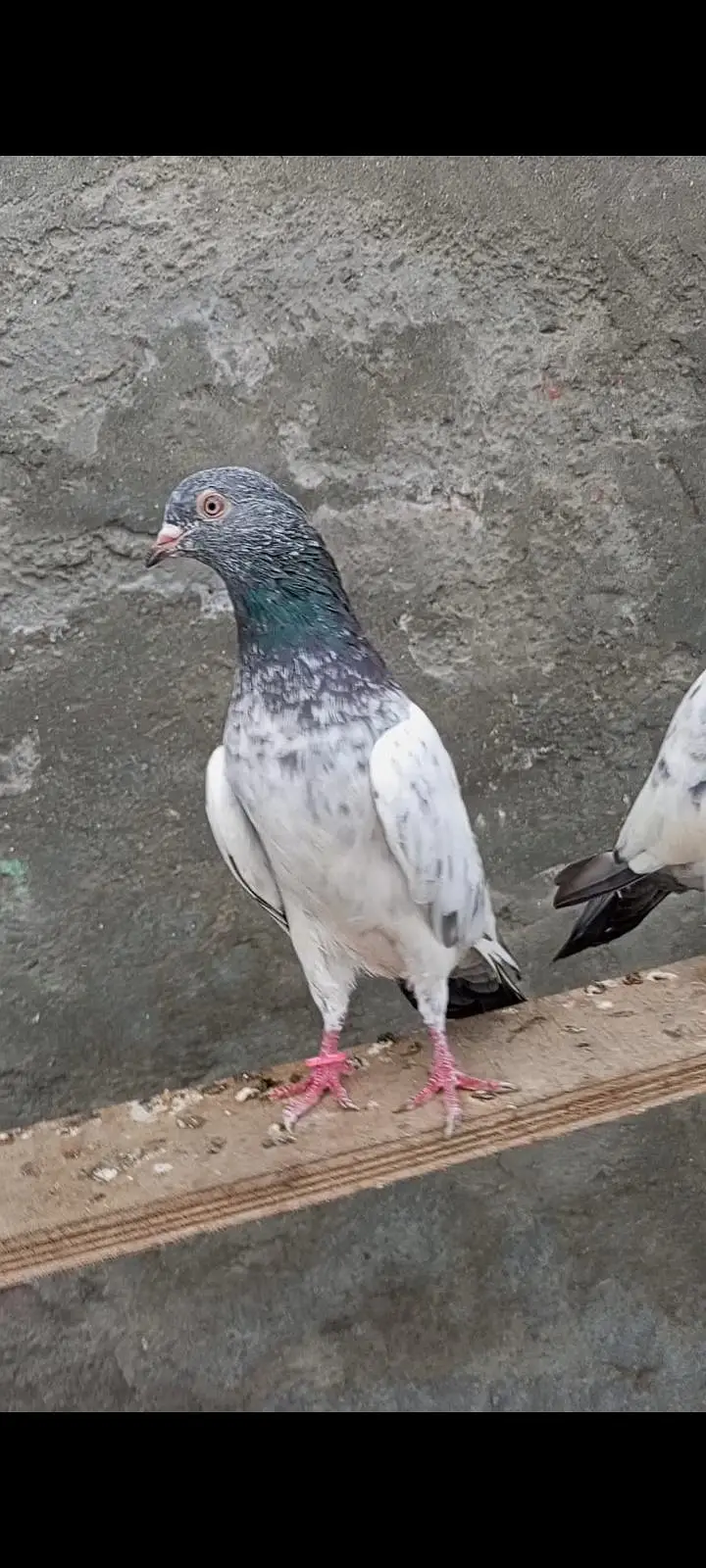 slara golden pair for sale — photo 2