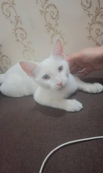 I want to sale this cat. name Koko