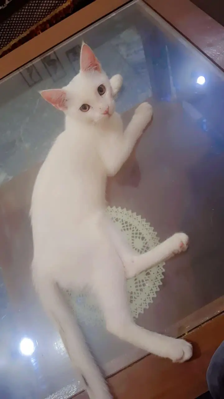 I want to sale this cat. name Koko — photo 2