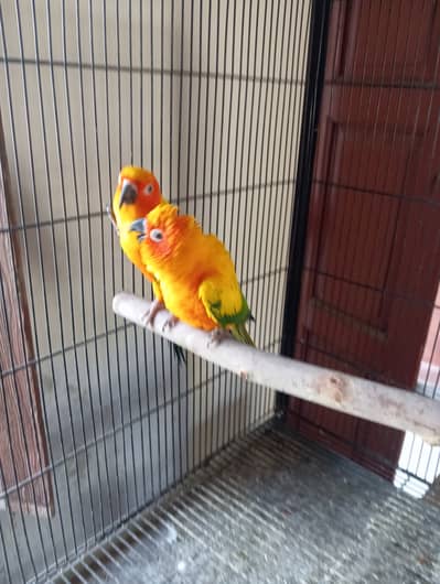 Conure and Cocktail