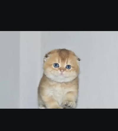 Scottish fold kitchen 03306254917