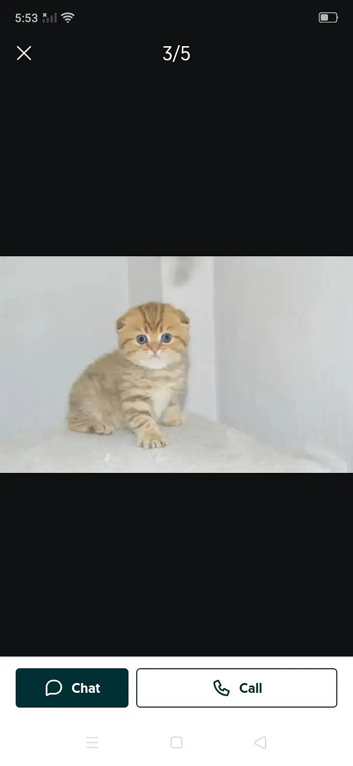 Scottish fold kitchen 03306254917 — photo 2