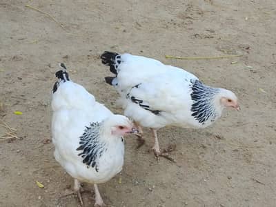 Light Sussex 2 females Healthy And Active