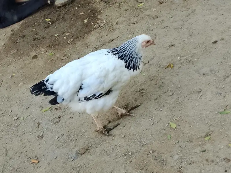 Light Sussex 2 females Healthy And Active — photo 3