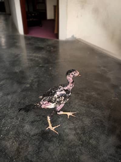 Aseel chick high quality Aseel