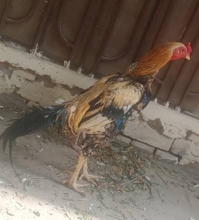mianwali aseel pair 03023737562
