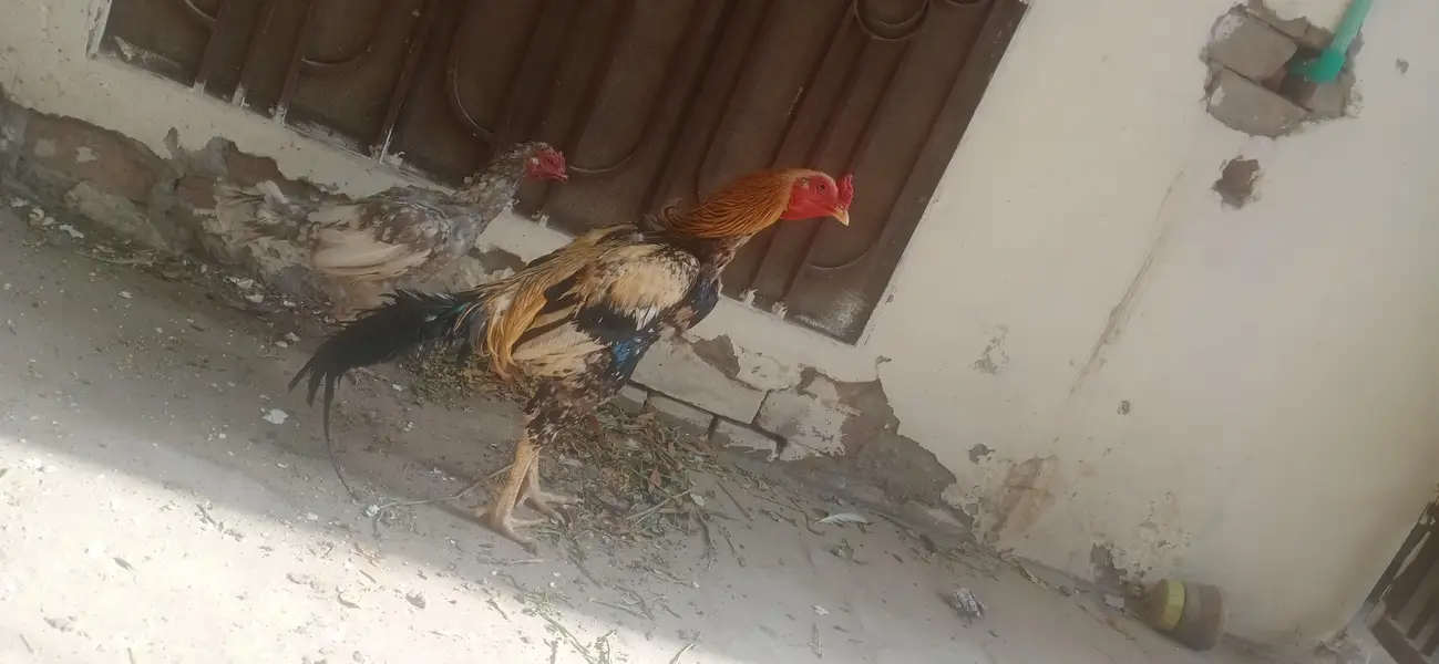 mianwali aseel pair 03023737562 — photo 2