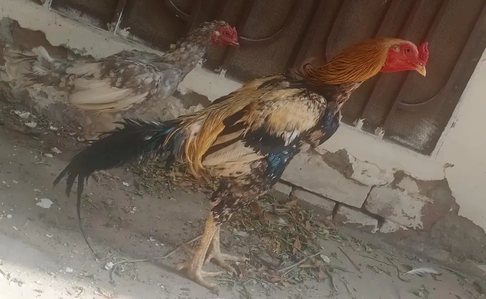 mianwali aseel pair 03023737562 — photo 3