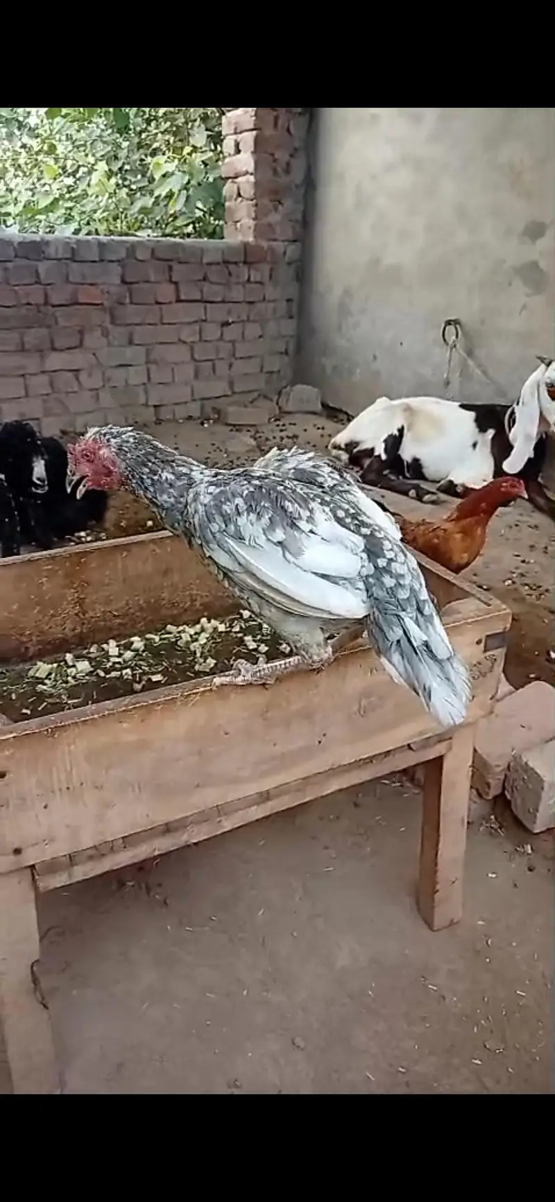 mianwali aseel pair 03023737562 — photo 4
