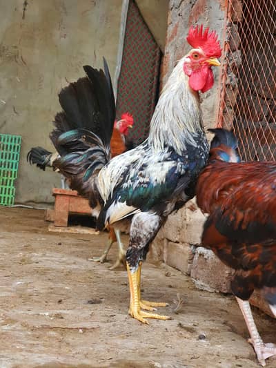 Ghar k paly hoy Desi Murgay. Golden Misiri, Dandarvi & Fayoumi