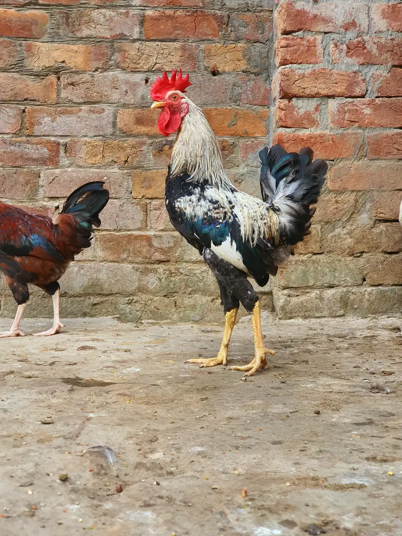 Ghar k paly hoy Desi Murgay. Golden Misiri, Dandarvi & Fayoumi — photo 2
