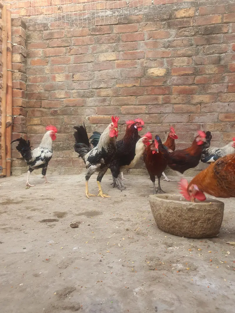 Ghar k paly hoy Desi Murgay. Golden Misiri, Dandarvi & Fayoumi — photo 3