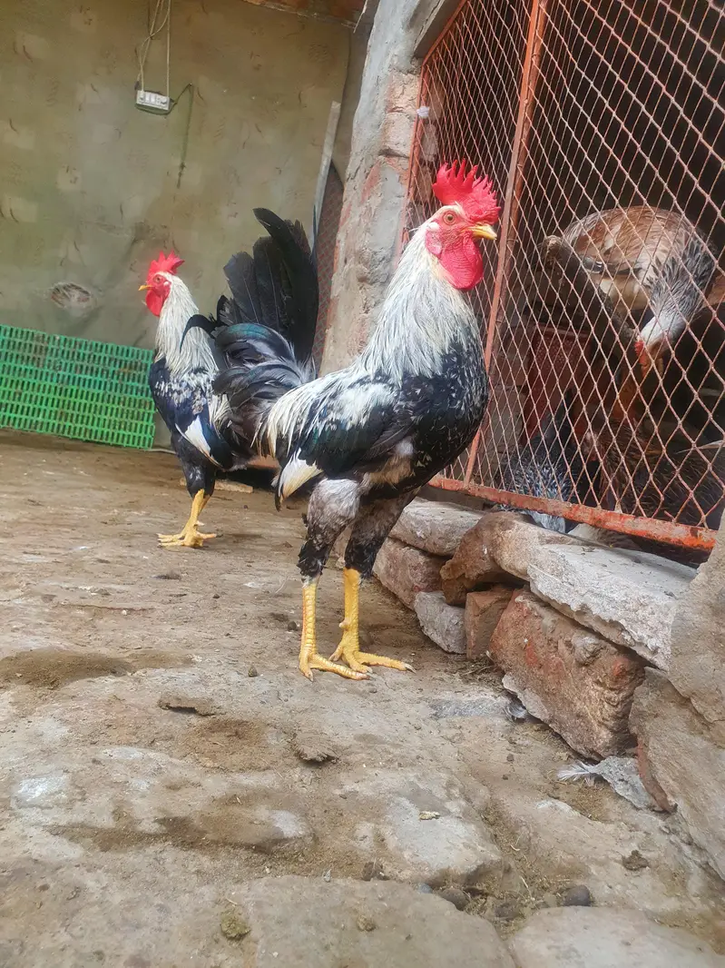 Ghar k paly hoy Desi Murgay. Golden Misiri, Dandarvi & Fayoumi — photo 4