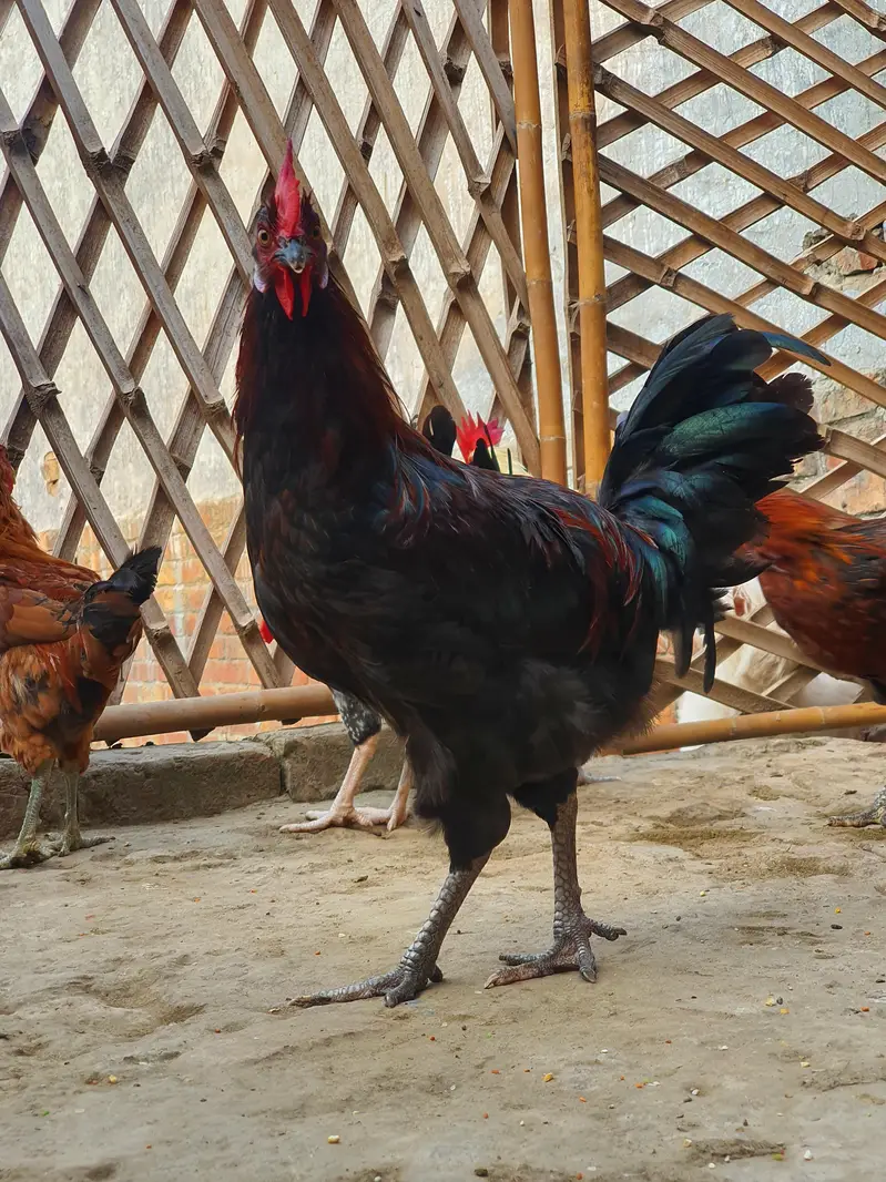 Ghar k paly hoy Desi Murgay. Golden Misiri, Dandarvi & Fayoumi — photo 5
