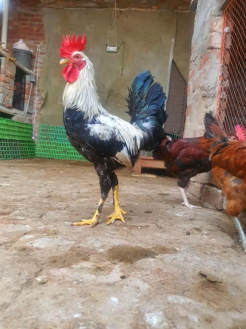 Ghar k paly hoy Desi Murgay. Golden Misiri, Dandarvi & Fayoumi — photo 6