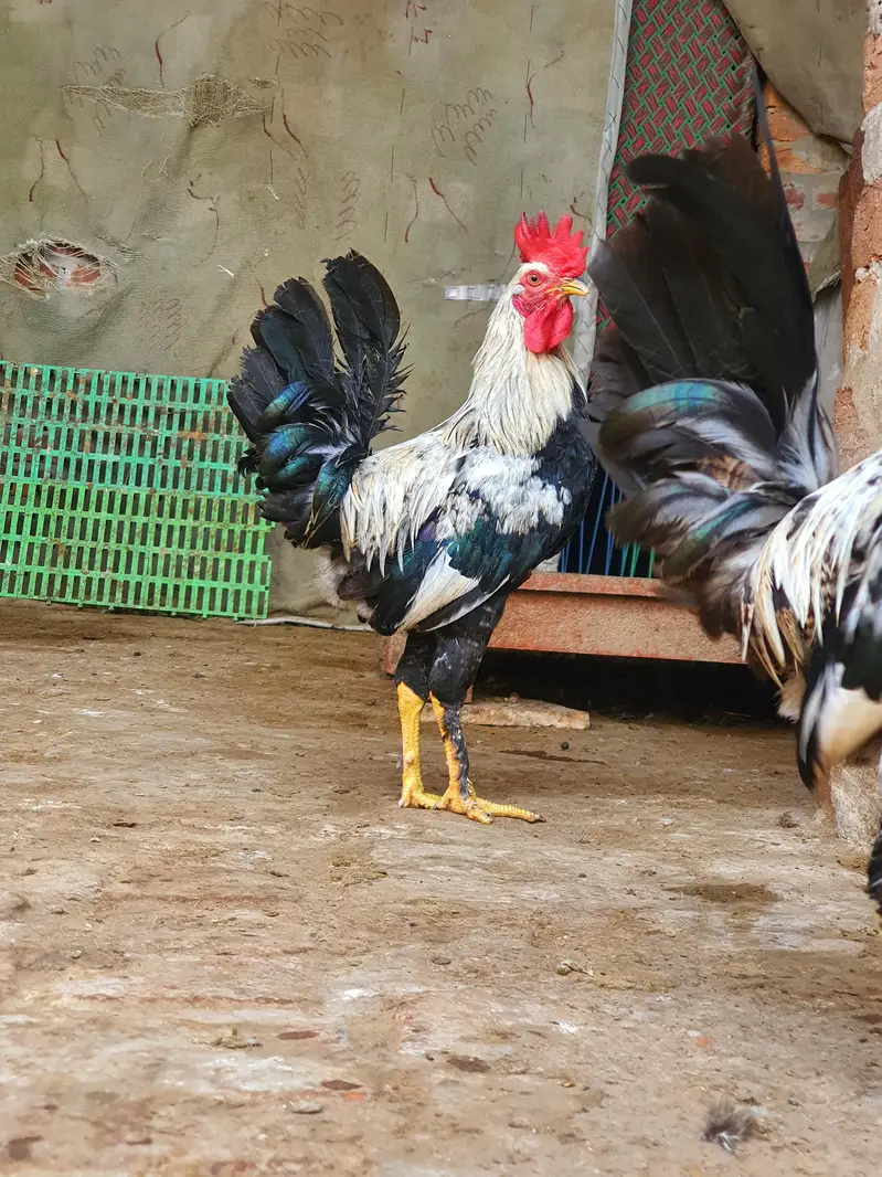 Ghar k paly hoy Desi Murgay. Golden Misiri, Dandarvi & Fayoumi — photo 7