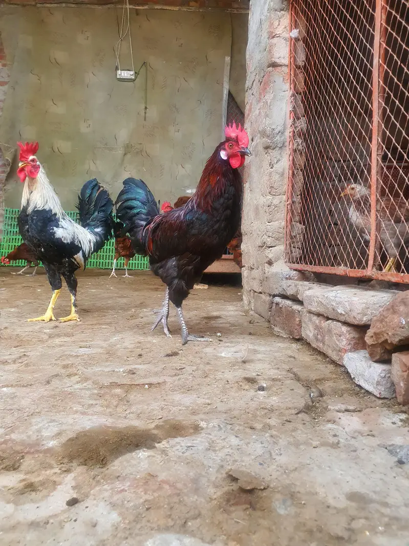 Ghar k paly hoy Desi Murgay. Golden Misiri, Dandarvi & Fayoumi — photo 8