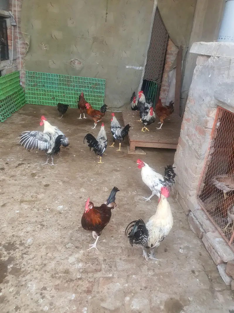 Ghar k paly hoy Desi Murgay. Golden Misiri, Dandarvi & Fayoumi — photo 9